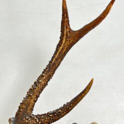 Ąžuolinė sieninė kabykla su gyvūno ragais ir žalvariniais kabliukais 22×47,5×41 cm