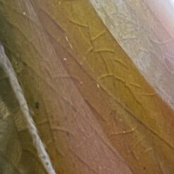 Keramikinis “Faiencerie Thulin” ąsotis (1,7 l) 17x17x25 cm