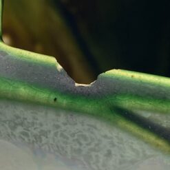 Keramikinė “Faiencerie Thulin” vaza 9,5x14x19 cm