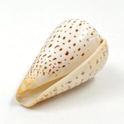 Kūgenio kriauklė 10x6x6 cm