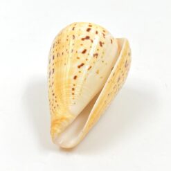 Kūgenio kriauklė 9x6x5,5 cm