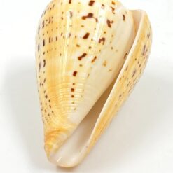 Kūgenio kriauklė 9x6x5,5 cm