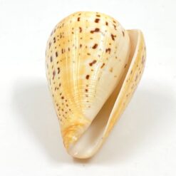 Kūgenio kriauklė 9x6x5,5 cm