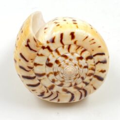 Kūgenio kriauklė 9x6x5,5 cm