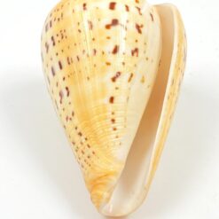 Kūgenio kriauklė 9x6x5,5 cm