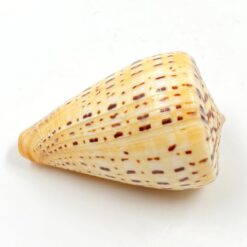 Kūgenio kriauklė 9x6x5,5 cm