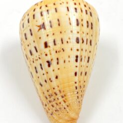 Kūgenio kriauklė 9x6x5,5 cm