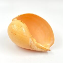 Melo melo kriauklė 19,5x13,5x10,5 cm