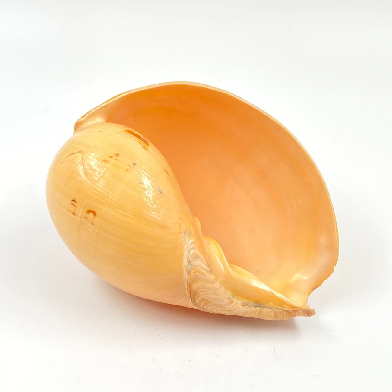 HN0450-interjero-ir-apdailos-detales-0 Melo melo kriauklė 19,5×13,5×10,5 cm