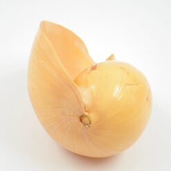 Melo melo kriauklė 19,5×13,5×10,5 cm