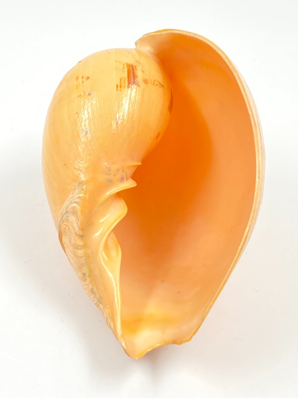 HN0450-interjero-ir-apdailos-detales-4 Melo melo kriauklė 19,5×13,5×10,5 cm