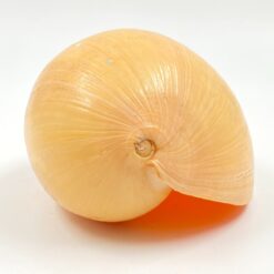 Melo melo kriauklė 19,5×13,5×10,5 cm