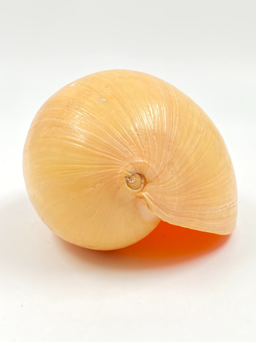 HN0450-interjero-ir-apdailos-detales-5 Melo melo kriauklė 19,5×13,5×10,5 cm