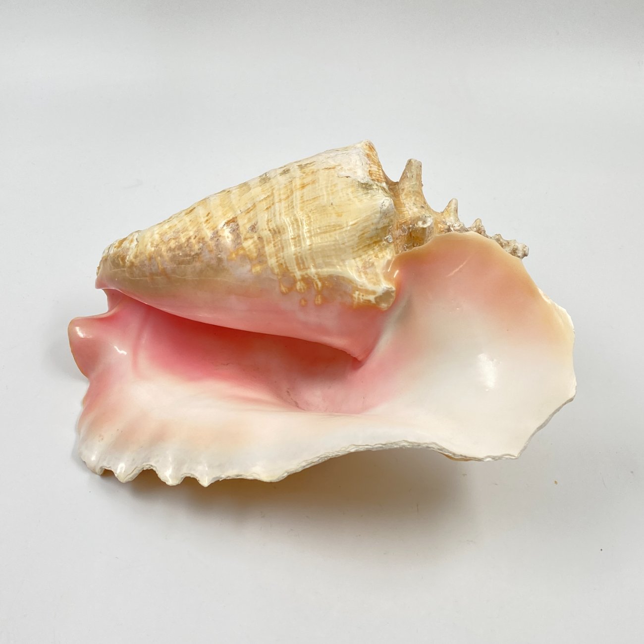 HN0451-interjero-ir-apdailos-detales-0 Conch kriauklė 20×27,5×13 cm