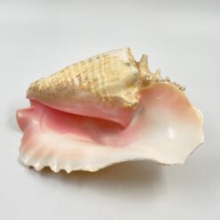 Conch kriauklė 20×27,5×13 cm