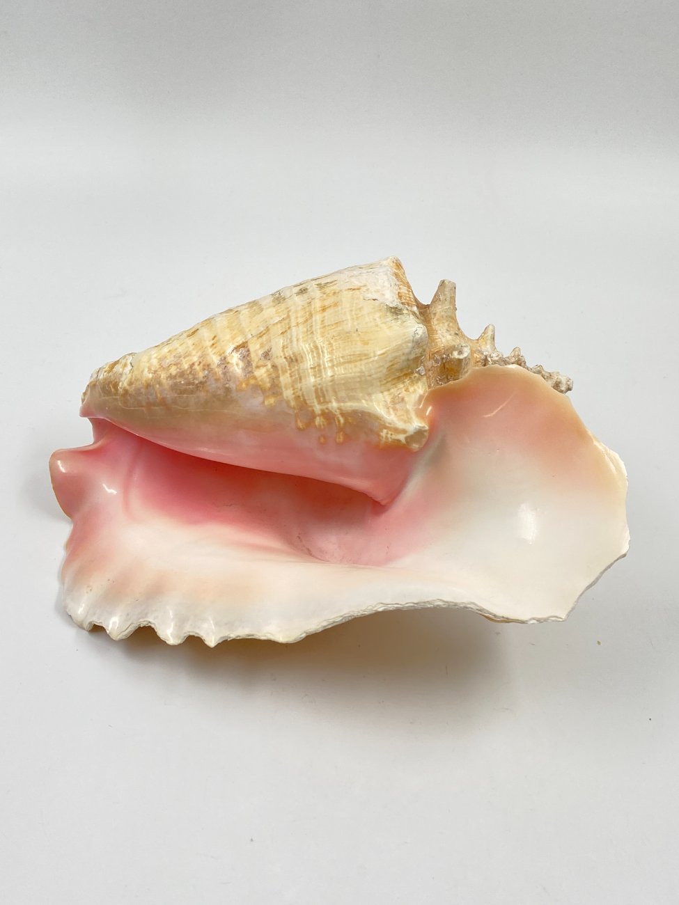 HN0451-interjero-ir-apdailos-detales-1 Conch kriauklė 20×27,5×13 cm