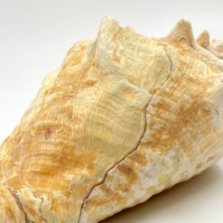 Conch kriauklė 20×27,5×13 cm