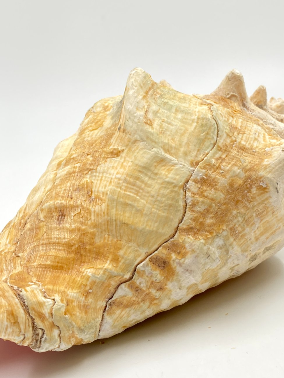 HN0451-interjero-ir-apdailos-detales-10 Conch kriauklė 20×27,5×13 cm