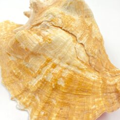 Conch kriauklė 20×27,5×13 cm