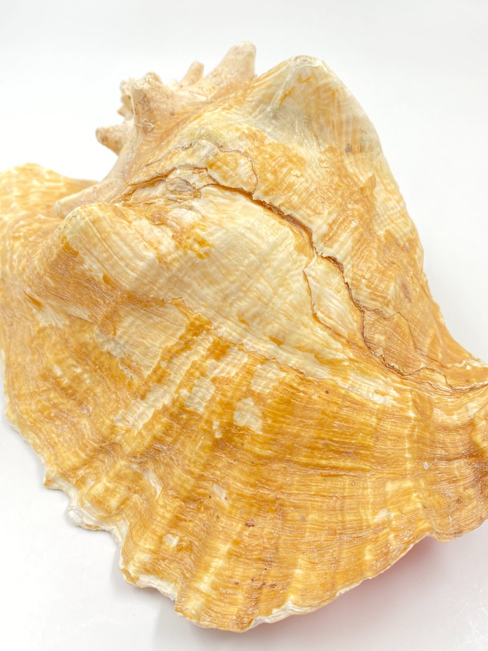 HN0451-interjero-ir-apdailos-detales-11 Conch kriauklė 20×27,5×13 cm