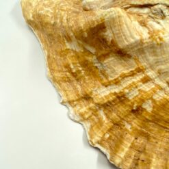 Conch kriauklė 20×27,5×13 cm