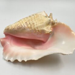 Conch kriauklė 20×27,5×13 cm