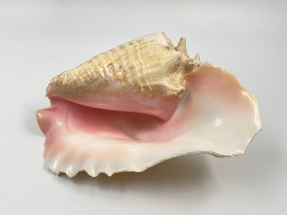 HN0451-interjero-ir-apdailos-detales-2 Conch kriauklė 20×27,5×13 cm