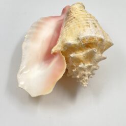Conch kriauklė 20×27,5×13 cm