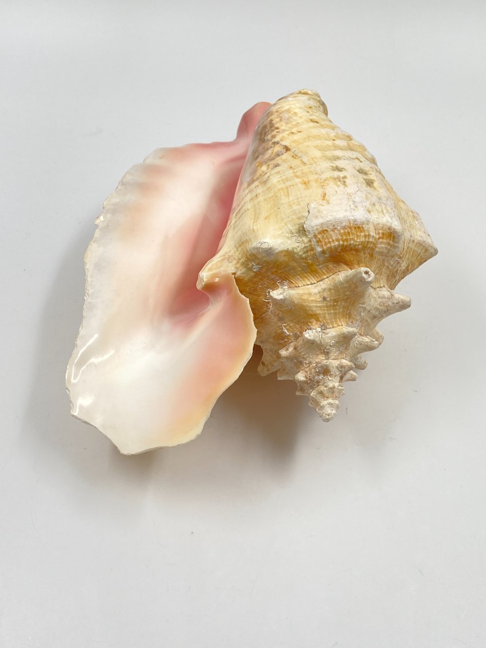 HN0451-interjero-ir-apdailos-detales-4 Conch kriauklė 20×27,5×13 cm