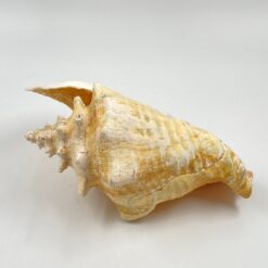 Conch kriauklė 20×27,5×13 cm