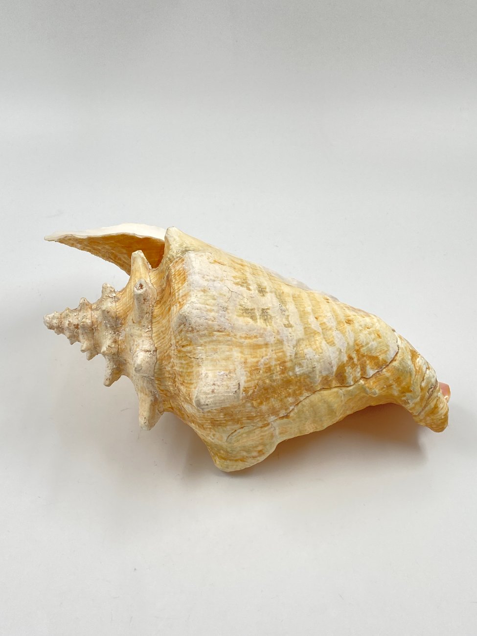 HN0451-interjero-ir-apdailos-detales-5 Conch kriauklė 20×27,5×13 cm