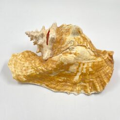 Conch kriauklė 20×27,5×13 cm