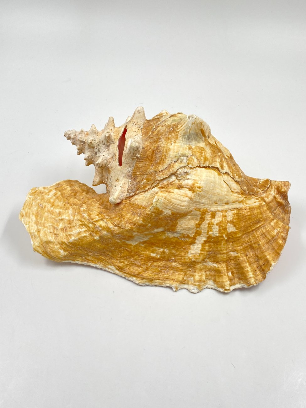 HN0451-interjero-ir-apdailos-detales-6 Conch kriauklė 20×27,5×13 cm