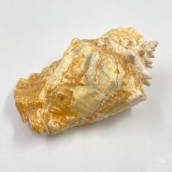 Conch kriauklė 20×27,5×13 cm