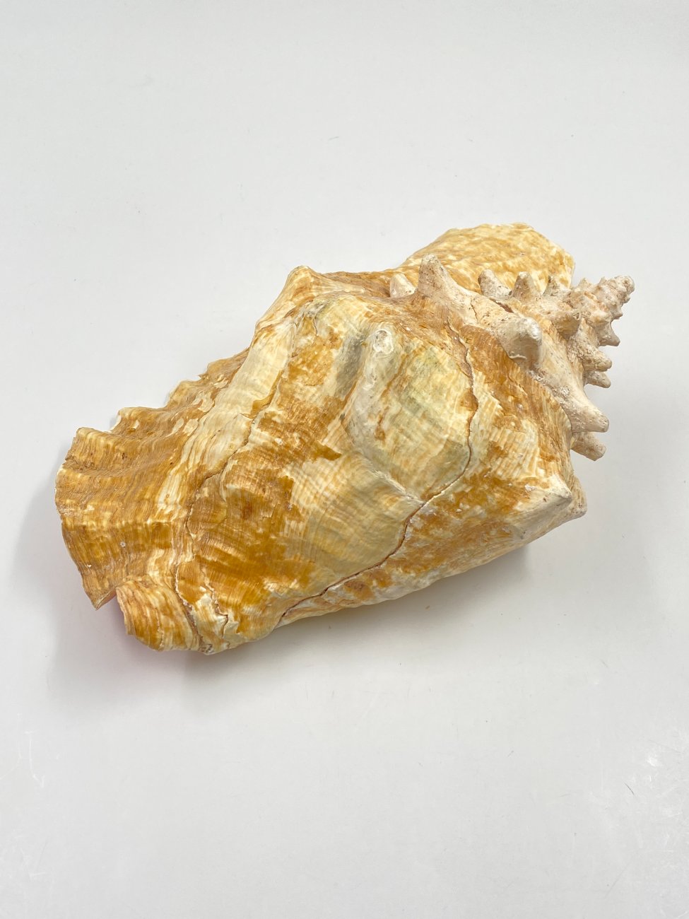 HN0451-interjero-ir-apdailos-detales-7 Conch kriauklė 20×27,5×13 cm