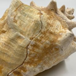Conch kriauklė 20×27,5×13 cm
