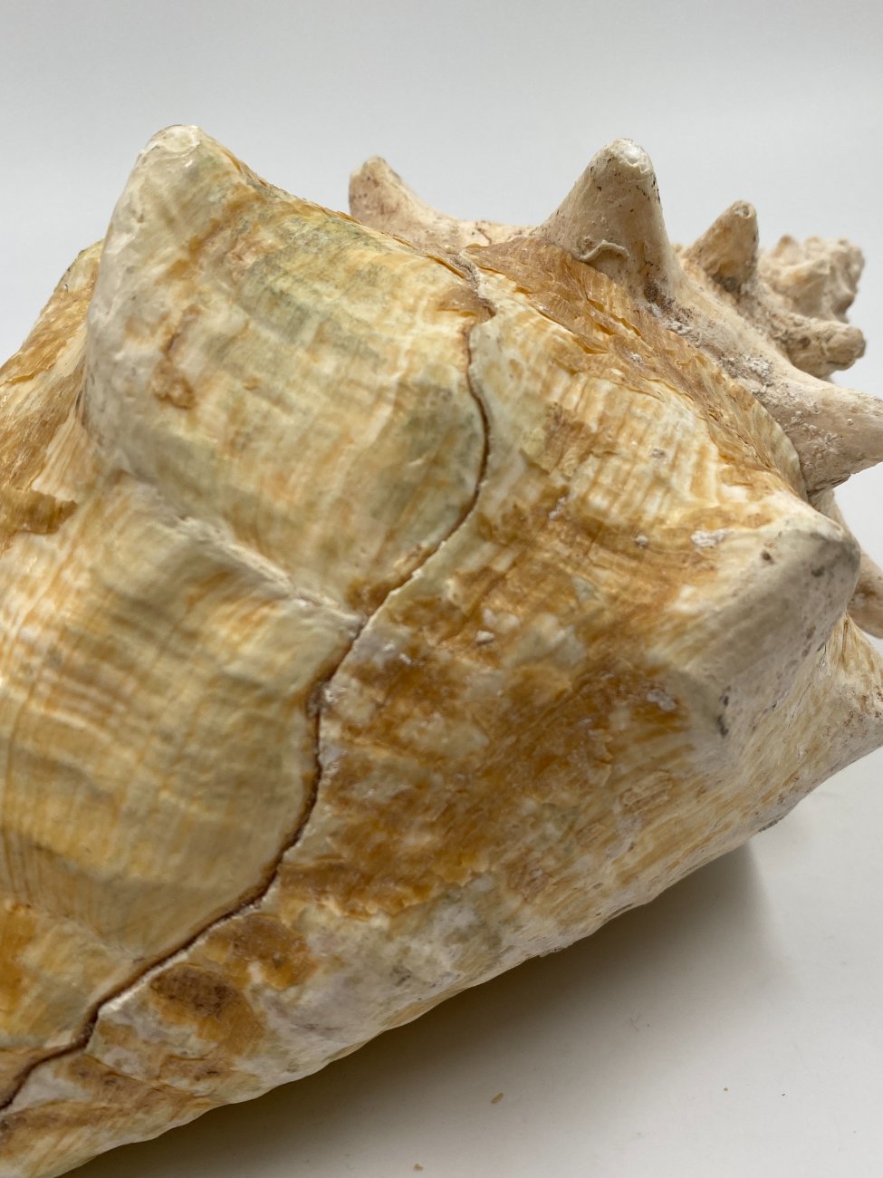 HN0451-interjero-ir-apdailos-detales-8 Conch kriauklė 20×27,5×13 cm
