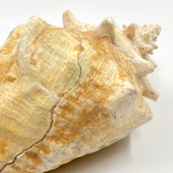 Conch kriauklė 20×27,5×13 cm