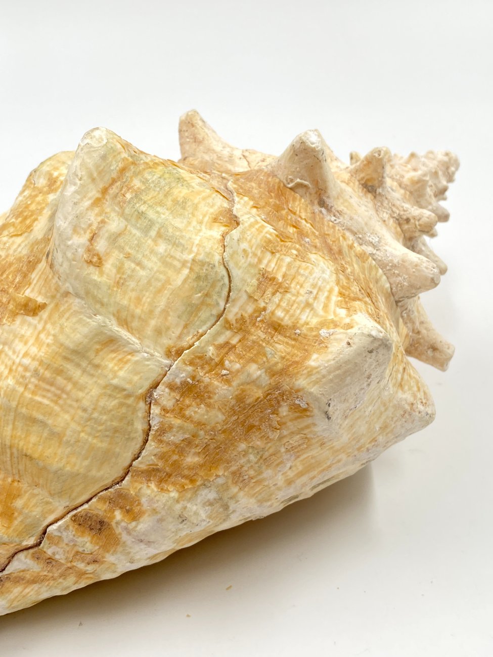 HN0451-interjero-ir-apdailos-detales-9 Conch kriauklė 20×27,5×13 cm