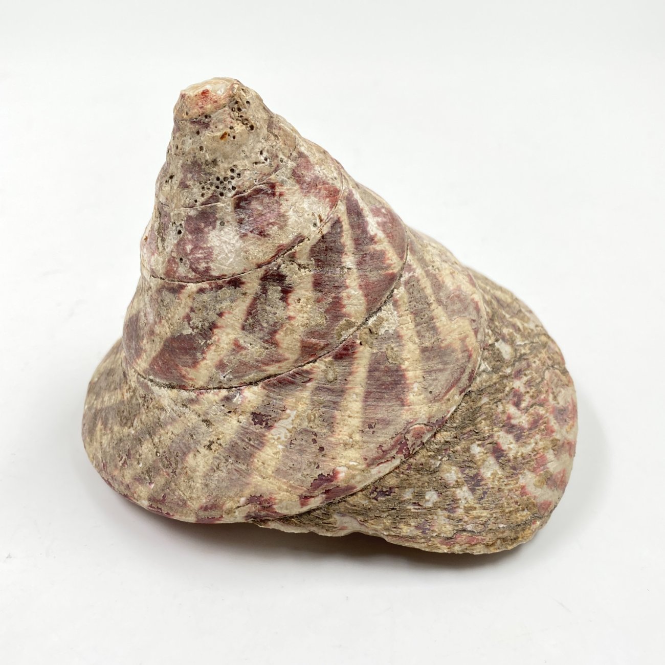 HN0497-interjero-ir-apdailos-detales-0 Jūrinės sraigės kriauklė 11,5x11x8,5 cm