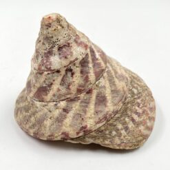 Jūrinės sraigės kriauklė 11,5x11x8,5 cm