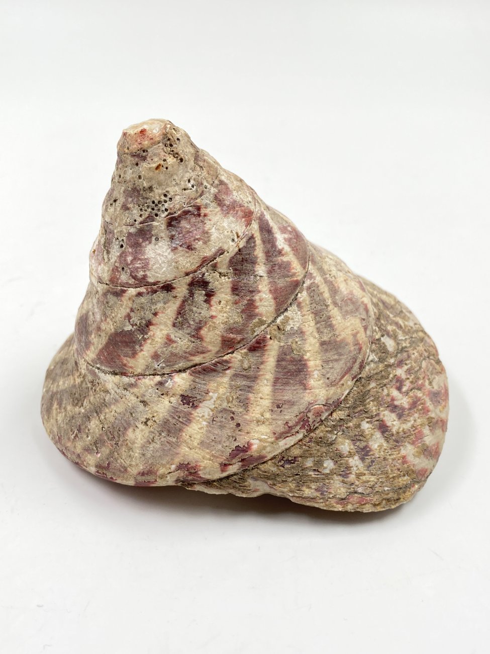 HN0497-interjero-ir-apdailos-detales-1 Jūrinės sraigės kriauklė 11,5x11x8,5 cm