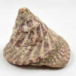 Jūrinės sraigės kriauklė 11,5x11x8,5 cm