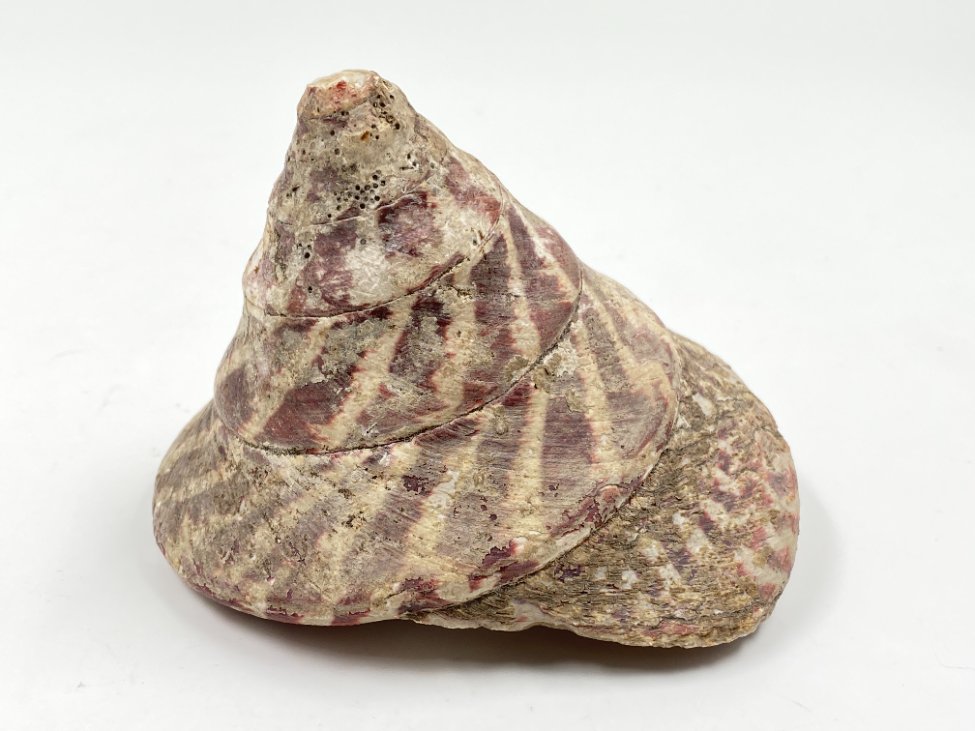 HN0497-interjero-ir-apdailos-detales-2 Jūrinės sraigės kriauklė 11,5x11x8,5 cm