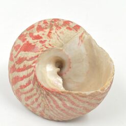 Jūrinės sraigės kriauklė 11,5x11x8,5 cm