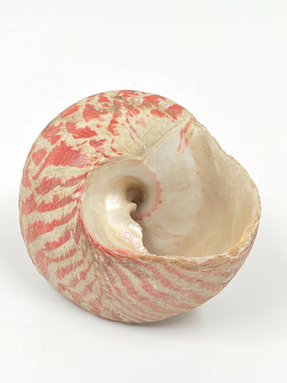 HN0497-interjero-ir-apdailos-detales-3 Jūrinės sraigės kriauklė 11,5x11x8,5 cm