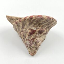 Jūrinės sraigės kriauklė 11,5x11x8,5 cm