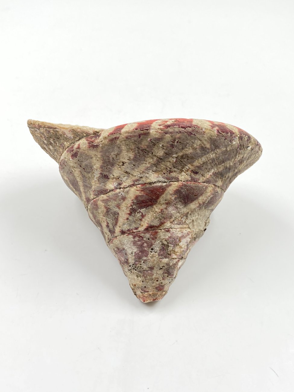 HN0497-interjero-ir-apdailos-detales-4 Jūrinės sraigės kriauklė 11,5x11x8,5 cm