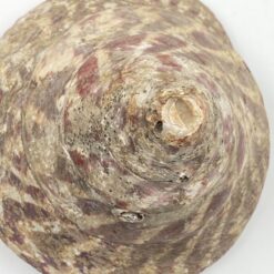 Jūrinės sraigės kriauklė 11,5x11x8,5 cm