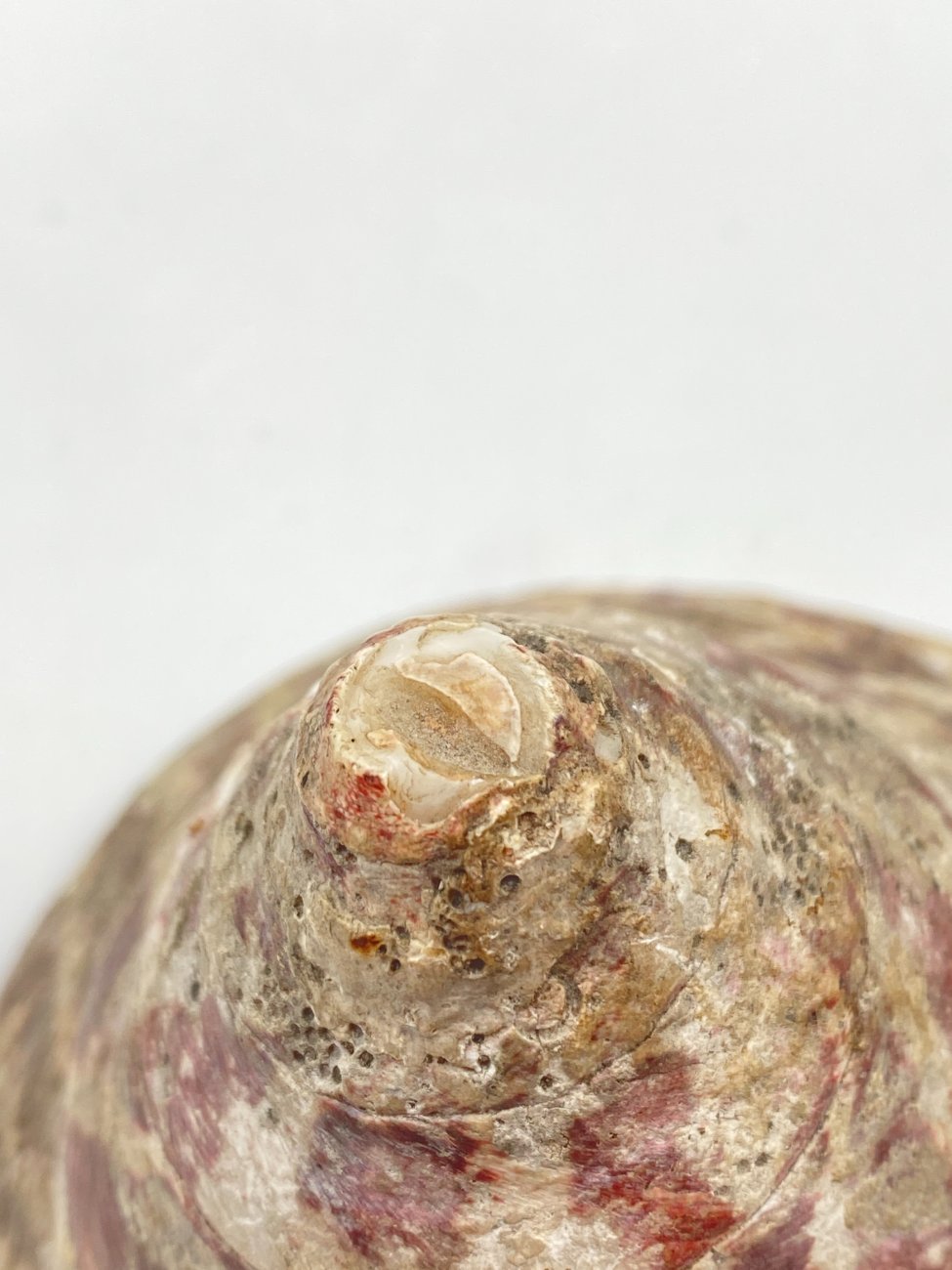 HN0497-interjero-ir-apdailos-detales-6 Jūrinės sraigės kriauklė 11,5x11x8,5 cm